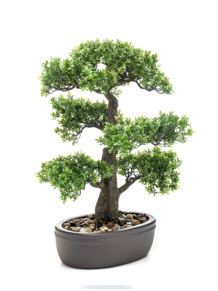 Emerald Ficus mini bonsai