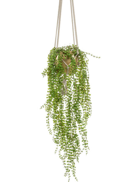 Emerald Ficus pumila hangend in gouden pot