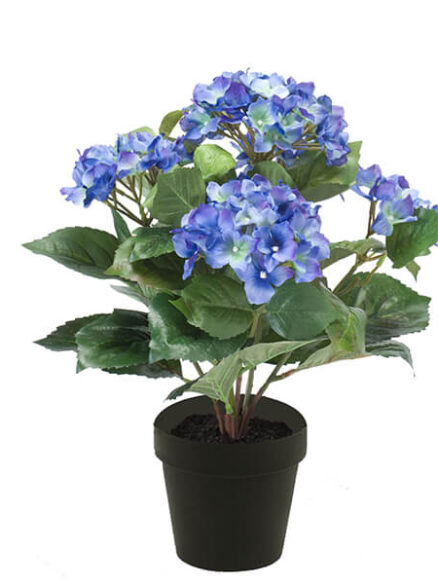 Emerald Hydrangea blauw in pot