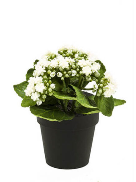 Emerald Kalanchoe pink in pot
