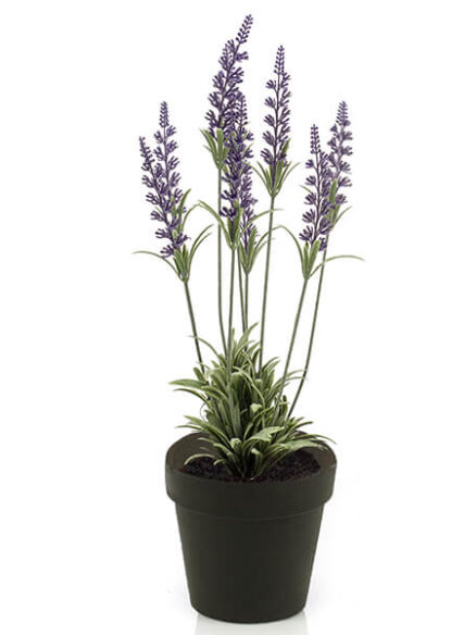 Emerald Lavendel paars in pot
