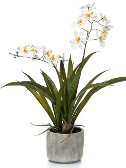 Emerald Oncidium cream in pot