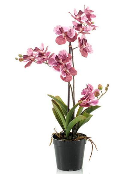 Emerald Vanda roze in pot