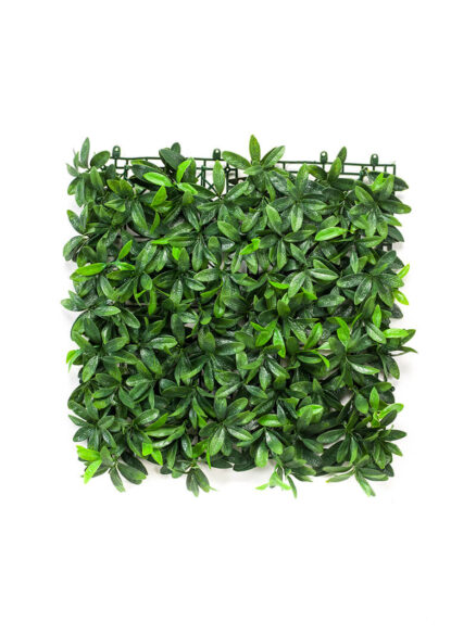 Emerald Pittosporum mat