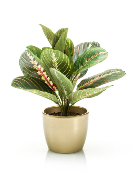 Emerald Maranta