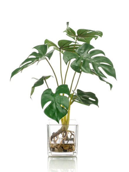 Emerald Monstera in glas
