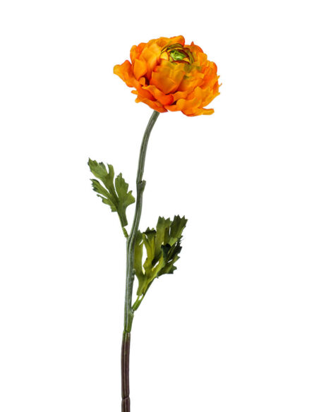 Emerald Ranonkel oranje