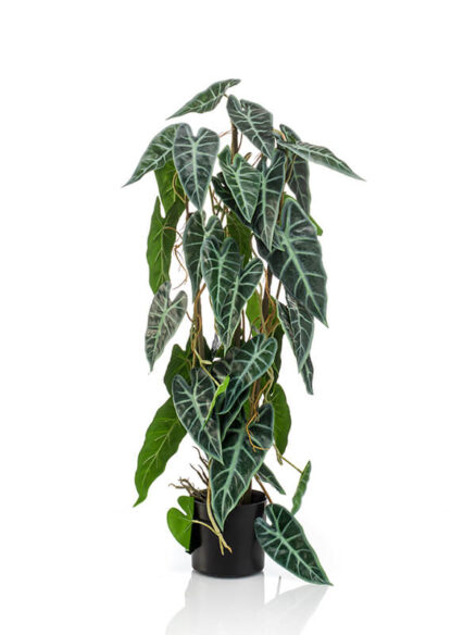 Emerald Alocasia