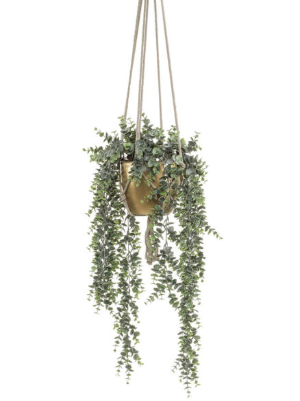 Emerald Eucalypthus hangend in gouden pot