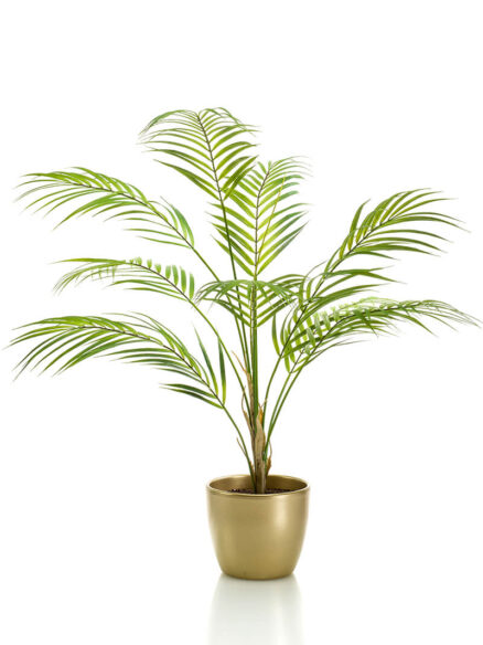 Emerald palm Chamaedorea in pot