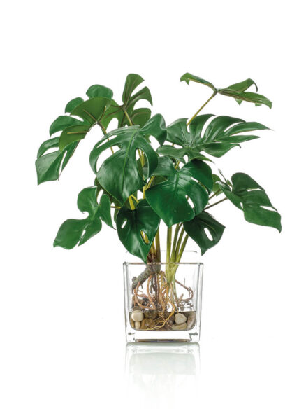 Emerald Monstera in glazen pot