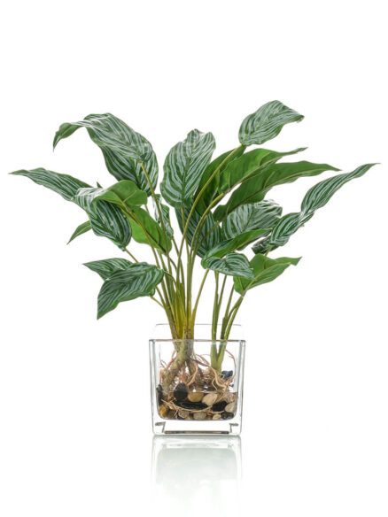 Emerald Aglaonema in glas