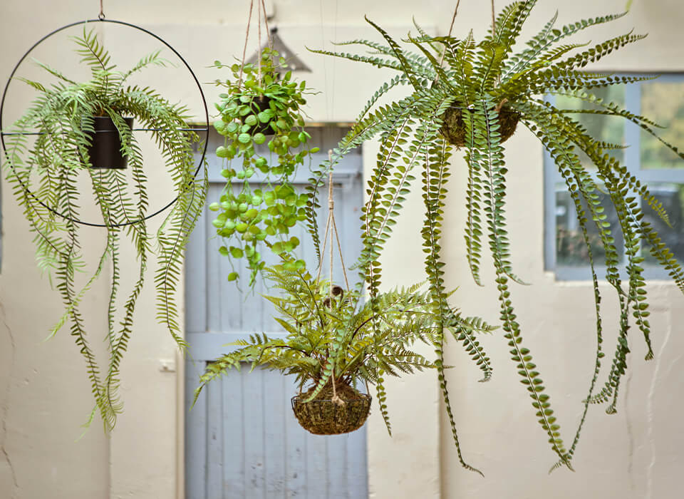 highlight – NO.6 Hangende planten Emerald Green