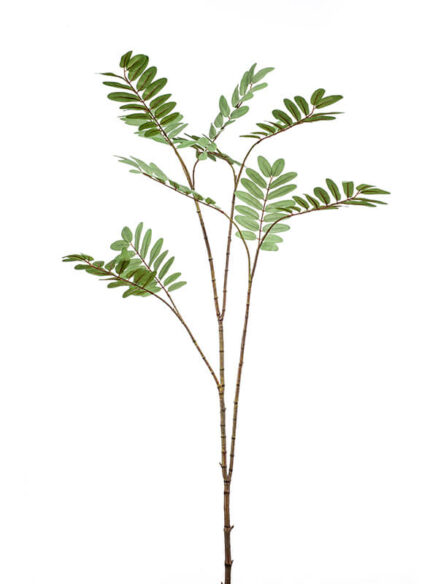 Emerald Mahonia branch
