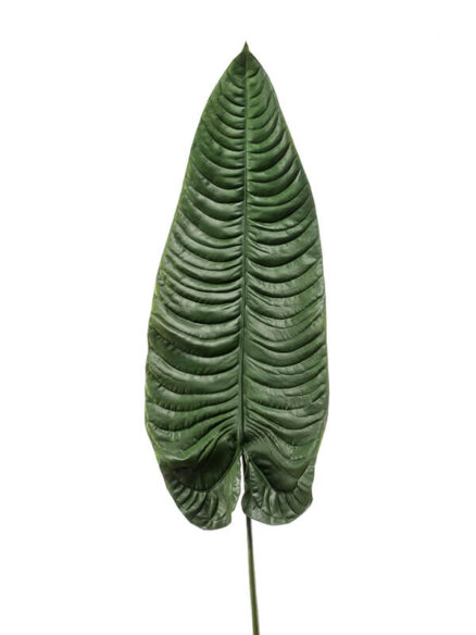 Emerald Olifantsoor blad