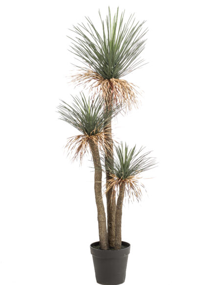 Emerald Yucca Rostrata