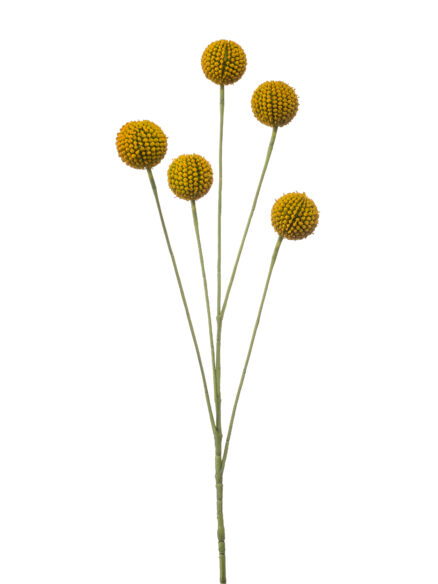 Emerald Craspedia spray geel