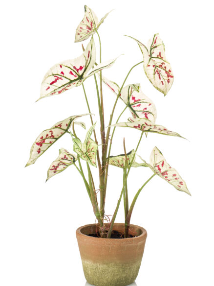Emerald Caladium creme/rood