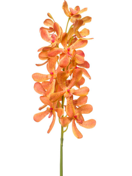 Emerald Vanda spray oranje