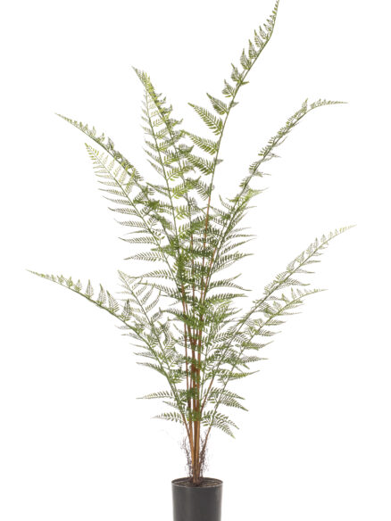 Emerald Forest Fern