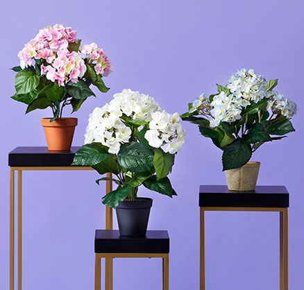 Potted flowering plants