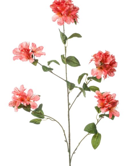 Emerald Rhododendron spray koraal