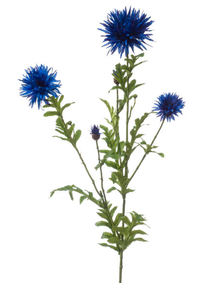 Centaurea spray