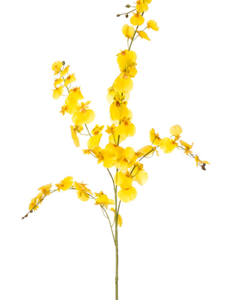 Oncidium spray