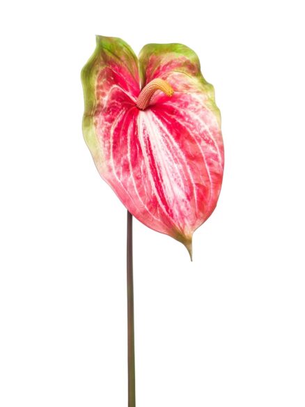 Anthurium spray fuchsia 70cm