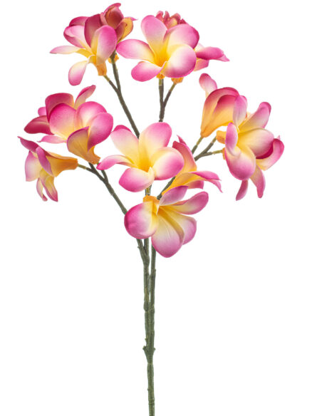 Emerald Frangipani spray beauty/yellow