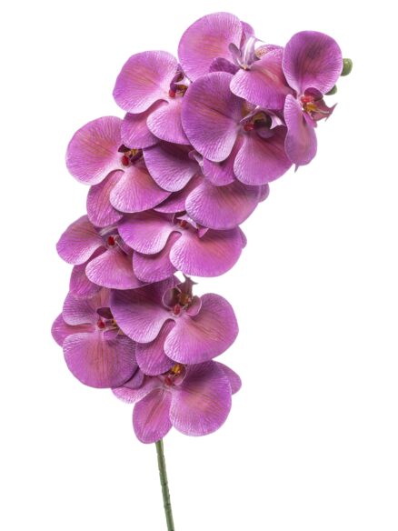 Emerald Phalaenopsis spray beauty