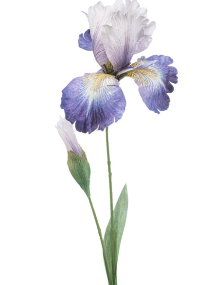 Emerald Iris spray purple