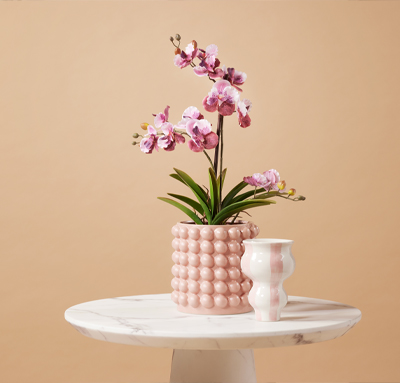 Potted flowering plants