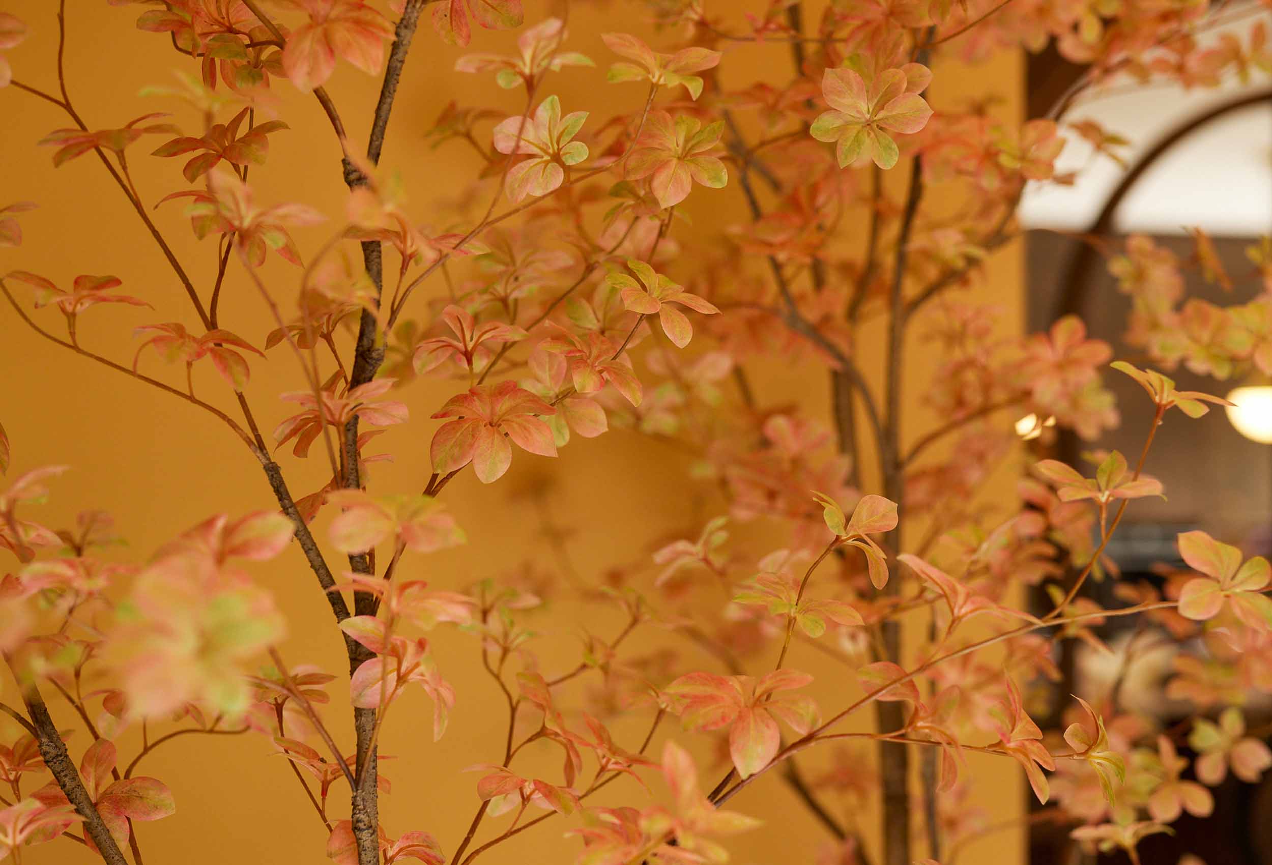 close-up-planten