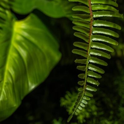 B Corp certificering Emerald