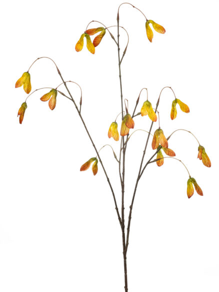 esdoorn zaad takje oranje