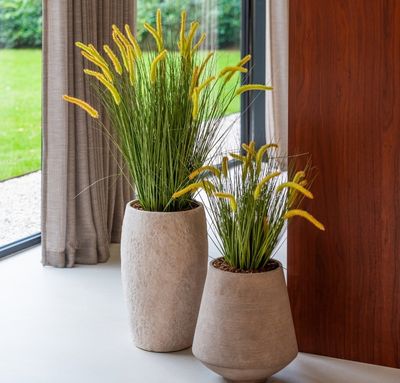 Bomen, grote planten en gras