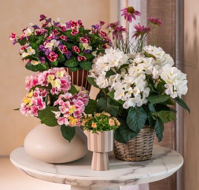 Bloeiende planten in pot