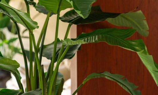 b corp certificering (2)