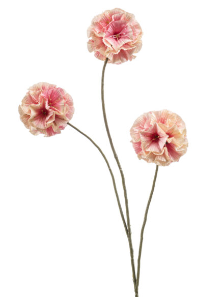 Scabiosa spray peach