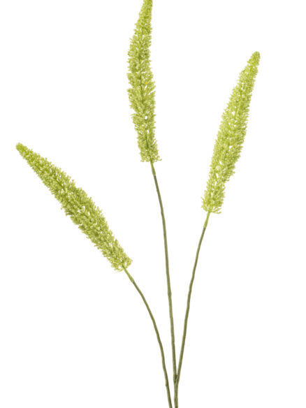 foxtail sppray goren - spring summer kuntsbloemen en plalnten