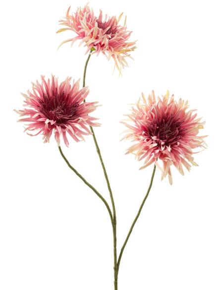 Aster spray pink