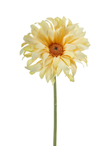 Gerbera spray cream