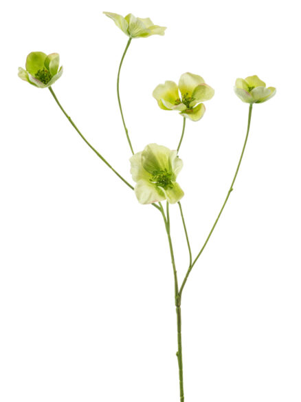 Anemone spray green