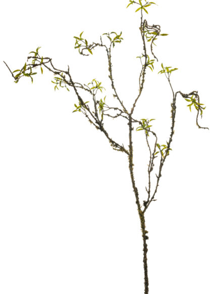 Twig spray with leaves