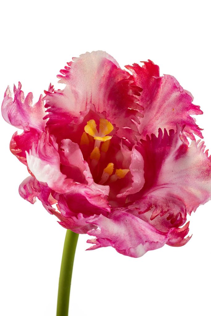 Real touch tulp roze close up