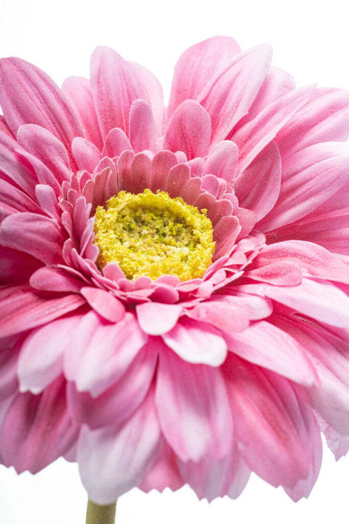 close up roze real touch gerbera bloem