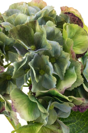 hortensia real touch groene kunstbloem - close up